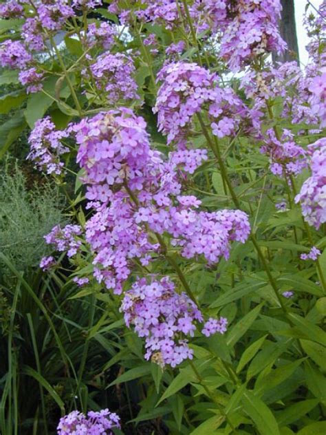 Phlox Paniculata Jeana Jeanna Vlambloem Floks De Tuinen Van