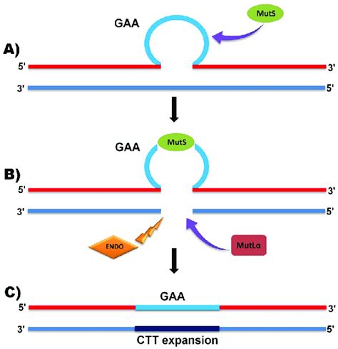 Proposed Mechanism Of Mmr Action On Intergenetional Gaa Repeat