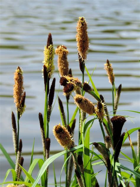 Carex Panicea Herbe Berges Rives Marécage Bleu Le Jardin Deau