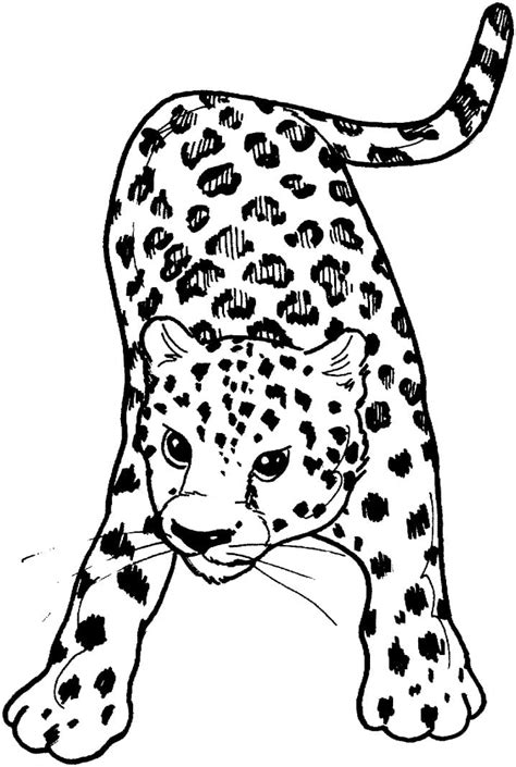 Leopard Print Coloring Page