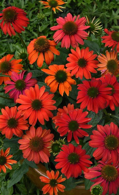 Echinacea Artisan Red Ombre Coneflower Gorgeous Red Ombre Etsy