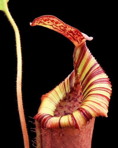 Nepenthes Veitchii X Lowii X Burbidgeae X Edwardsiana 8 10 Cm