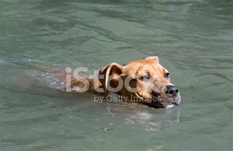 Swimming Puppy Stock Photo | Royalty-Free | FreeImages