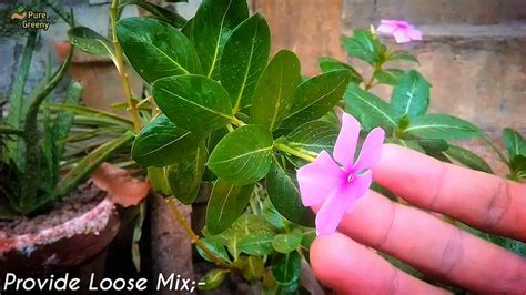 How To Care For Vinca Plants Puregreeny