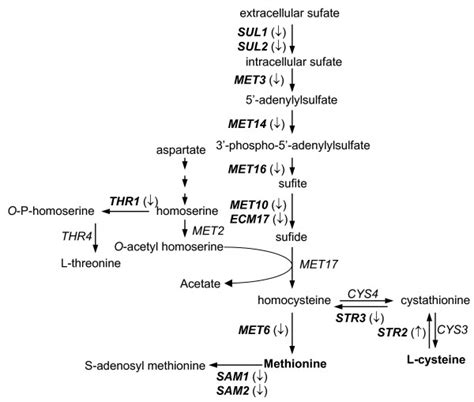 Summary Of Gene Expression Responses To Pterostilbene In The Sulfur