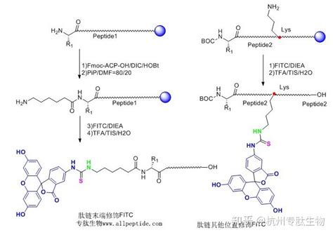 两张图说明多肽fitc修饰过程及n端修饰副反应 知乎