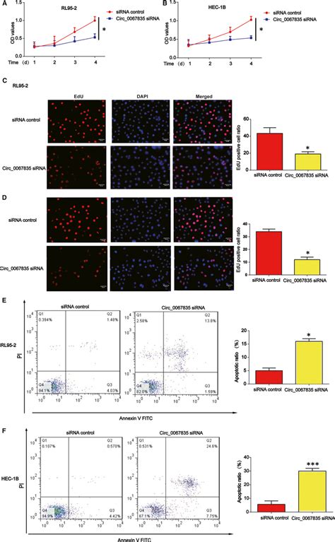 Effects Of Circ 0067835 Sirna On Endometrial Carcinoma Cell