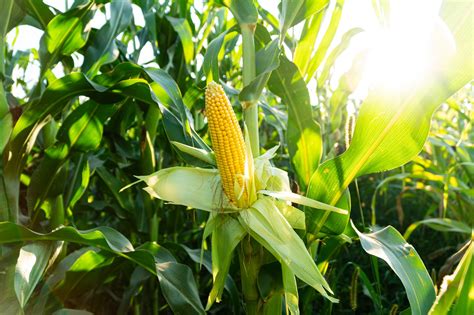 Emprende Agricultura acciones para la preservación y producción de las