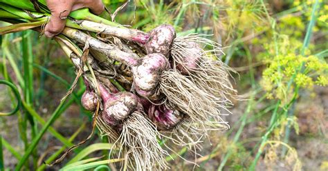 How to Identify and Control 7 Garlic Diseases | Gardener's Path