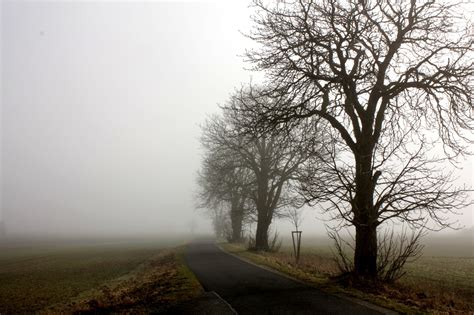 Free Images Landscape Tree Nature Forest Grass Branch Winter