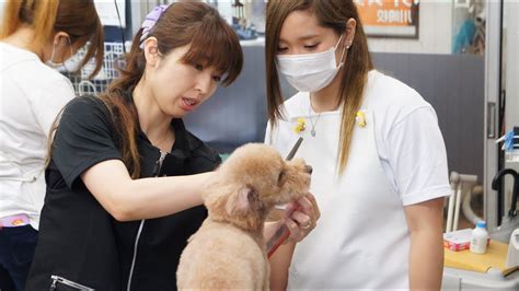 トリマーの就職先と仕事内容【犬のトリマーになりたい⑪】＠横浜川崎 By岡本優穂先生 Youtube