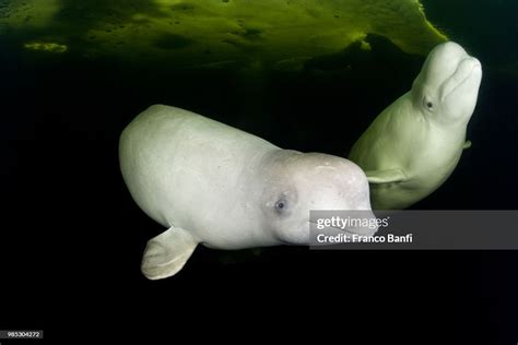 Couple Of Beluga Whales Delphinapterus Leucas Swimming Under Ice Arctic