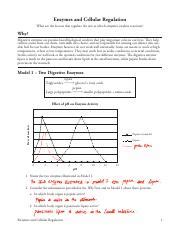 Copy Of Enzymes And Cellular Regulation S Pdf Enzymes And Cellular