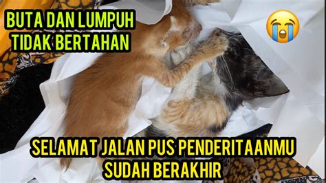 Inalilahi Wainalilahi Rojiun Sedih Anak Kucing Buta Dan Lumpuh Pergi