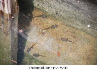 367 Wallpaper tadpoles bilder, arkivfotografier og vektorer | Shutterstock