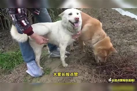 中华田园犬这么聪明，为什么不能当警犬？看完才知道，差在这一点 警犬 田园 中华