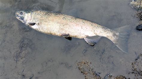 What Is Killing The Coho Encyclopedia Of Puget Sound