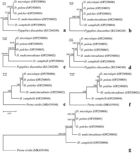 Phylogenetic Trees Obtained From Its1 A Its2 B 28s C