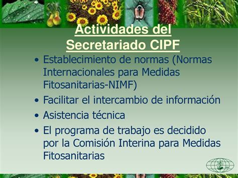 Msf Y Cipf Convenci N Internacional De Protecci N Fitosanitaria Ppt