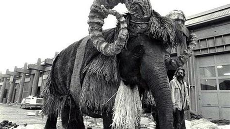 Photos Of An Elephant Dressing Up As The Bantha From Star Wars