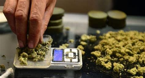 Uruguay anunció que venderá marihuana en farmacias Noticias y