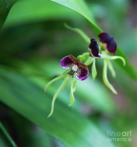 Belize National Flower Black Orchid Photograph By Lisa Top Fine Art