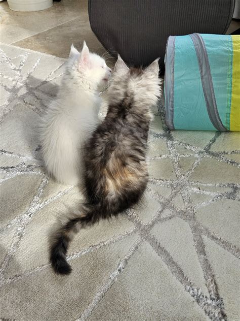 Um Lia De L Or Sauvage Chaton Maine Coon Loiret