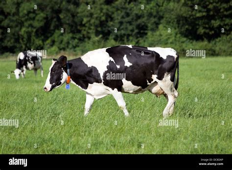 Vacas blanco y negro en un cultivo Fotografía de stock Alamy