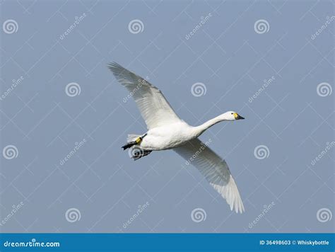 Bewick s Swan in flight stock image. Image of bewick - 36498603