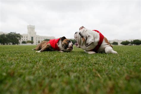 Citadel mascot General Robert P. Carson to be remembered fondly by ...