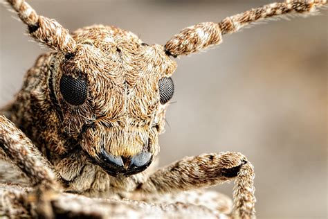 Incredible Close Up Macro Photography Of Insects By Dalentech