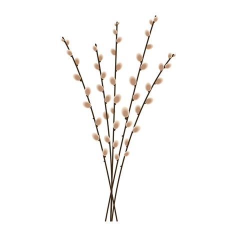Pussy Willow Branches On White Background Spring Illustration Vector 11618377 Vector Art At