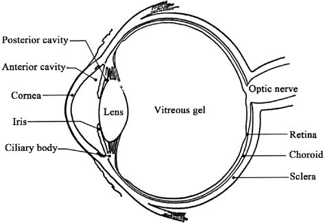 Schematic representation of the human eye showing its main components ...