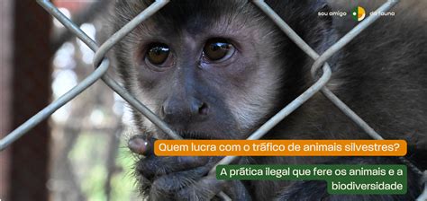O Que E Trafico De Animais - Quem lucra com o tráfico de animais? - Sou Amigo da Fauna