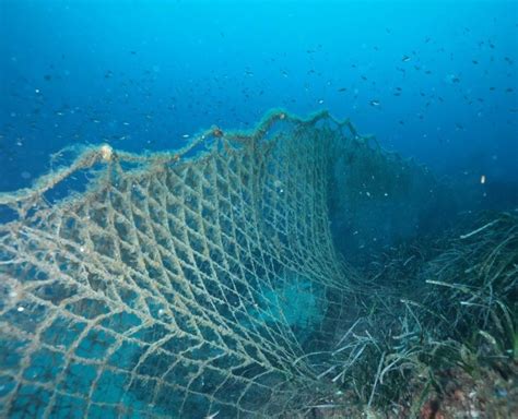 Naturdive Observer Comprendre Prot Ger La Biodiversit Marine