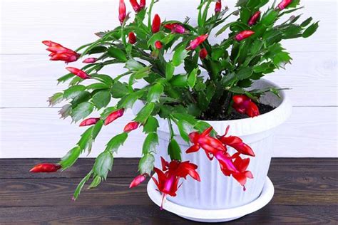 Best Potting Mix For A Christmas Cactus Gardeners Path