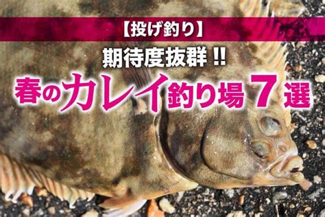 【投げ釣り】期待度抜群 春のカレイ釣り場7選 関西のつりweb 釣りの総合情報メディアmeme