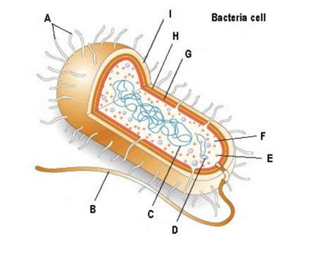 Bacteria Cell Labeling Quiz