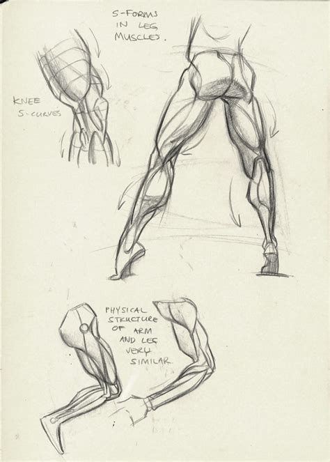 Leg Anatomy Drawing At Getdrawings Free Download