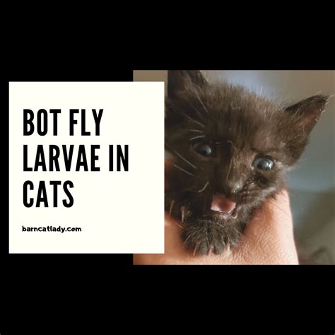 Fly Warbles In Cats Puissant Bloggers Pictures