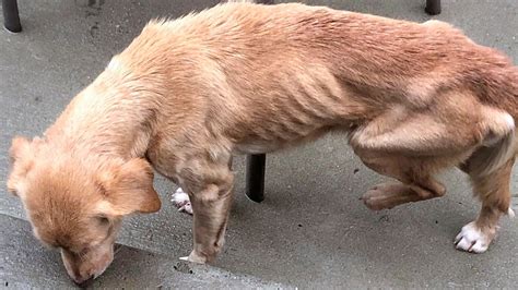 Malnourished Dogs