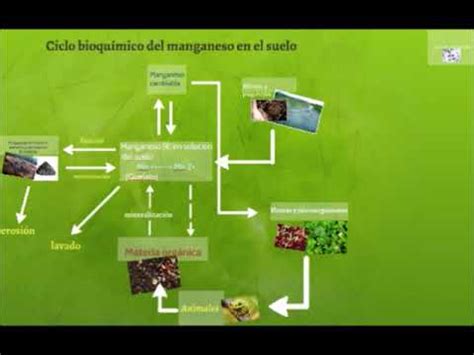 Ciclos Biogeoqu Micos Ciclo Del Manganeso Mn Y F Sforo P Youtube