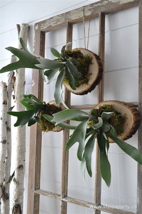 How To Mount A Stag Horn Fern Great Tutorial To Take A Potted Stag