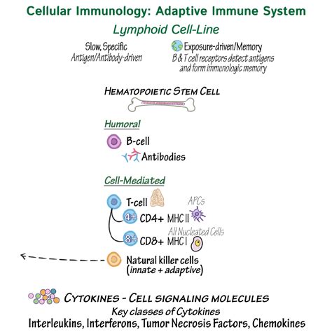 Immunology Microbiology Glossary Adaptive Immune System Ditki