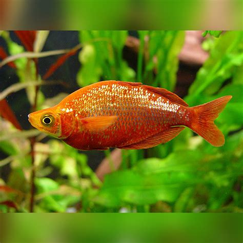 Red Rainbowfish Glossolepis Incisus