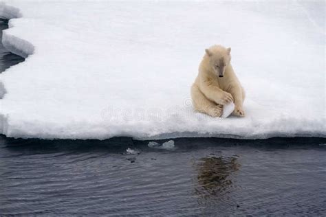 Playful Young Polar Bear Cub with Ice Stock Photo - Image of melville ...