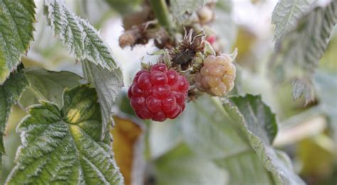 Przymrozki na plantacjach malin Zbiory będą jeszcze mniejsze