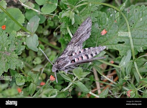 Convolvulus Hawkmoth Hi Res Stock Photography And Images Alamy