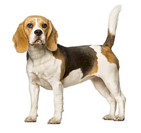 Beagle Dog Breed Information | Purina