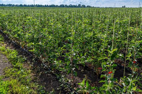 Young apple seedlings in the nursery are dug in the ground Stock Photo ...